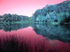 Digital Print
"Infrared photo of a pink lake with green trees."
