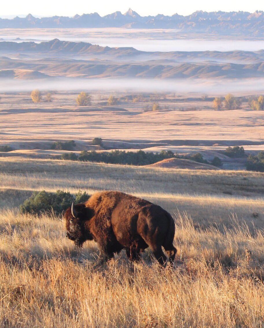 A large brown bison walks across a grassy plain on a foggy morning.