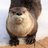Annoyed Minarchist Otter