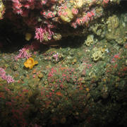 Underwater photo of a rocky outcrop with many multicolored corals growing on it.
