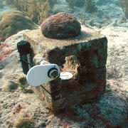 Calcification monitoring station with a colony of the massive starlet coral, Siderastrea siderea, fastened in place.