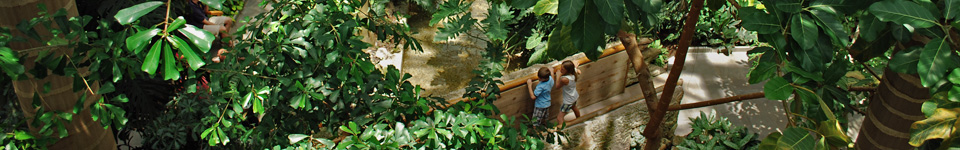 children on a bridge in the Tropics house surrounded by tropical plants