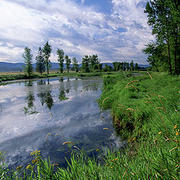 Image of a healthy river and terrestrial ecosystem inteface.