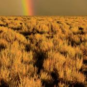 Color photo of sagebrush with a rainbow in the background