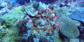 Underwater photo of a coral reef