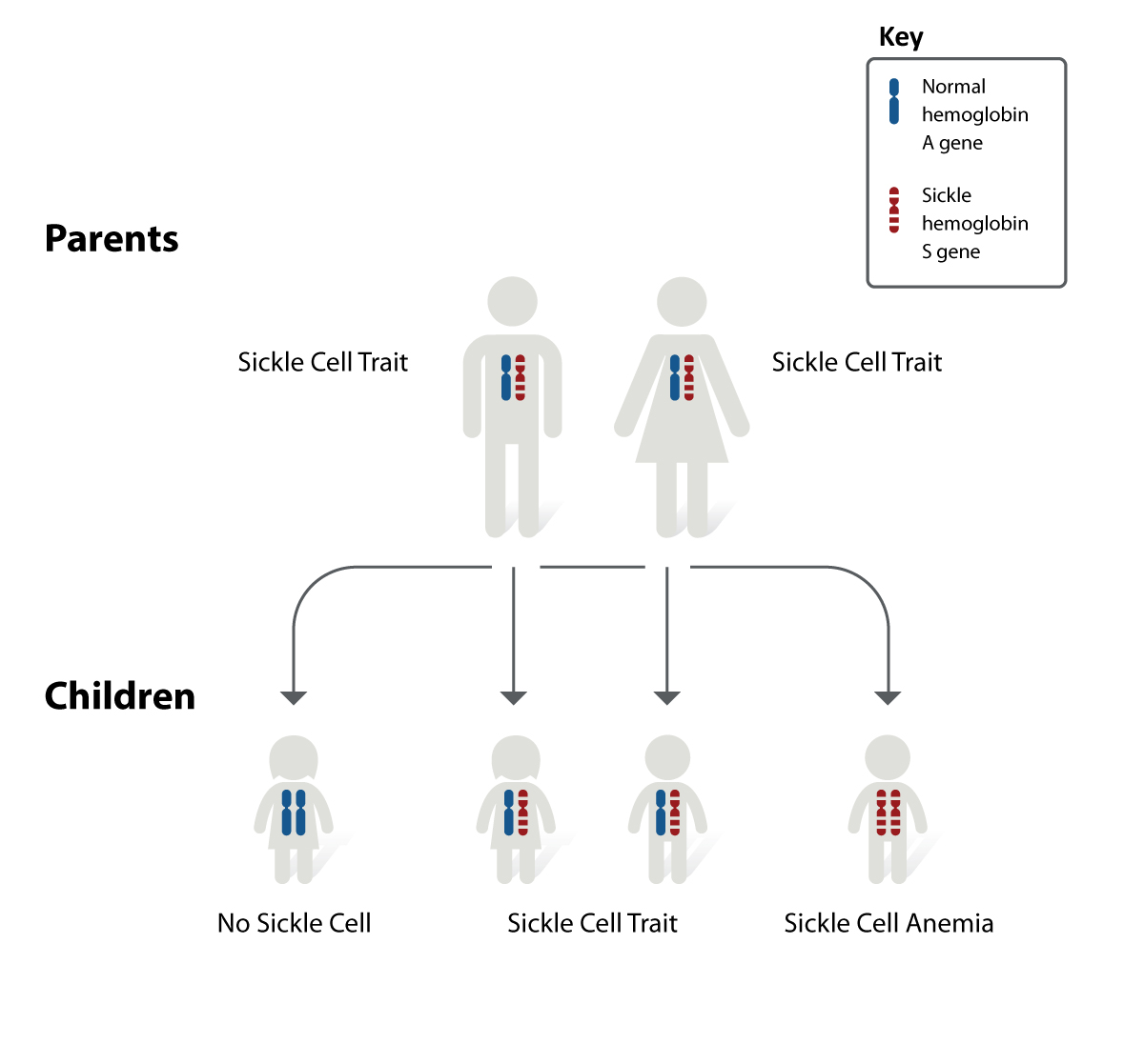  Image showing how sickle cell disease is inherited.