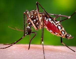 A female Aedes aegypti mosquito ingesting a blood meal.