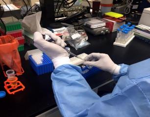 A Zika virus researcher pipets samples at the NIAID Vaccine Research Center lab.