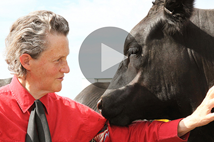 Image: Temple Grandin - an inventor and pioneer in improving the welfare of livestock 