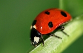 A lady beetle sits on a leaf stem at the U.S. Department of Agriculture’s (USDA) Agricultural Research Service (ARS) North Central Laboratory in Brookings, SD on Nov. 11, 2011. Coccinella septempunctata is a predatory lady beetle introduced into North Ame