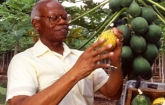 Man examines papaya plant. Courtesy of APHIS