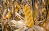 Feed corn, ready to harvest on the stalks 