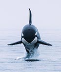 Killer whale (Orca) jumping out of the water.