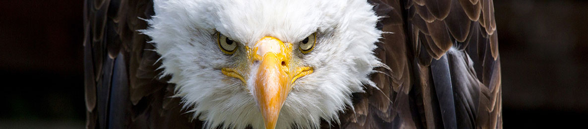 Freedom of Information Act. Photo of bald eagle.