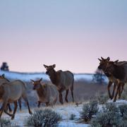 Image: Elk Traveling 