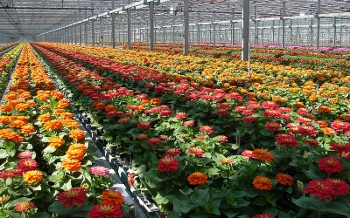 Flowering plants at Metrolina Greenhouses in Huntersville, North Carolina