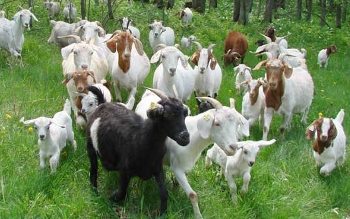 Goats in a meadow 