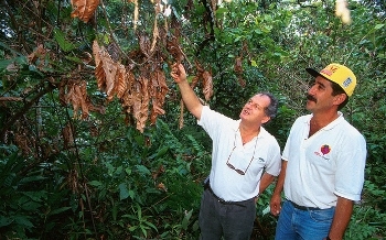Farm personnel assess damage from a large, dry witches&#039;-broom growth in a cacao tree at the Luz de Maria farm in Uruçuca, Brazil