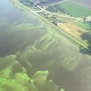 Cyanobacterial blooms in 2016 on Lake Okeechobee, Florida