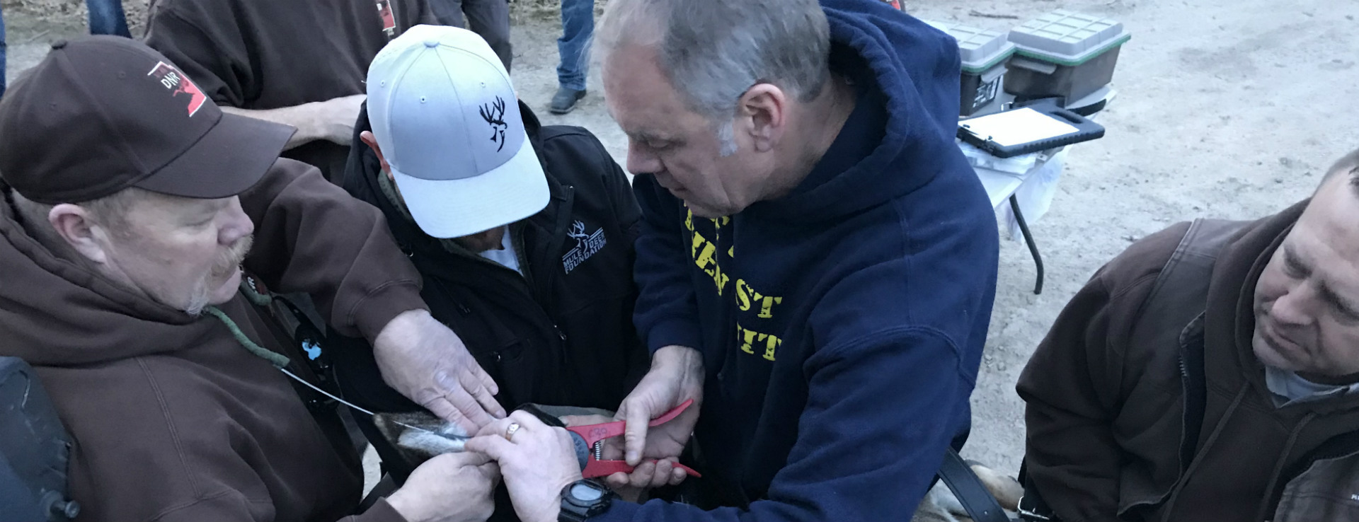 Secretary Zinke and two other white men in outdoor gear use pliers to attach a tag to the ear of a sedated mule deer.