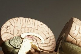 model of two halves of the brain