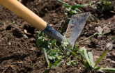 Weeding hoe in garden soil. (Copyright IStock)
