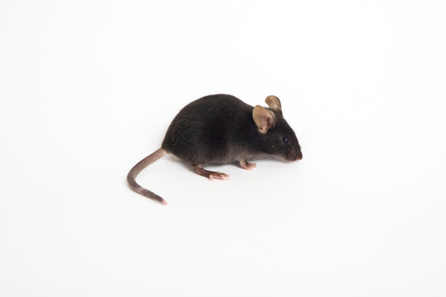By creating an experimental mouse model for Down syndrome, the Ts65Dn mouse, scientists have a valuable tool for identifying factors that can prevent or reduce the intellectual and other problems associated with the syndrome and with other conditions.