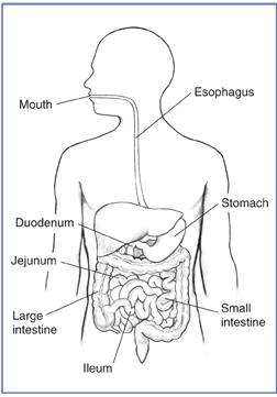 Digestive tract within an outline of a human body. The mouth, esophagus, stomach, duodenum, jejunum, large intestine, small intestine, and ileum are labeled.