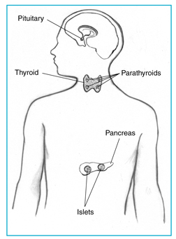 Drawing of the pituitary gland, thyroid and parathyroids glands, pancreas, and islets inside the pancreas