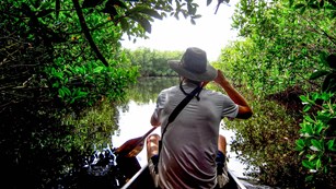 Person paddling in mangroves