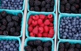 Blackberries, blueberries and raspberries. (Copyright IStock.)