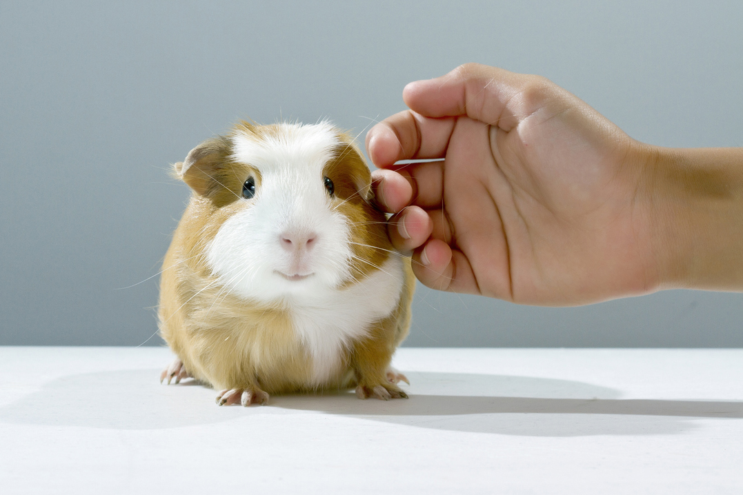 Photo of a guinea pig being pet by a person's hand.