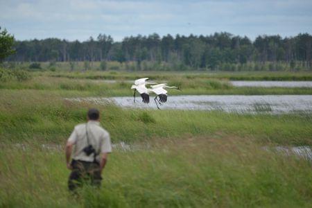 Two large white birds flying low over a wetland coming in for a landing with a Service biologist in the foreground