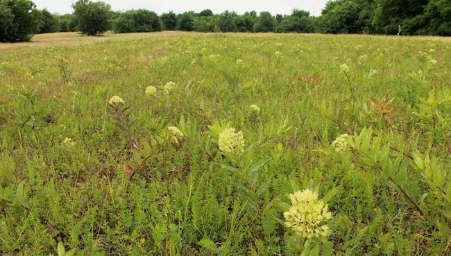 After image of restoration project showing a meadow with flowering milkweed plants