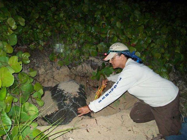 A kneeling biologist measures the back of a half-buried sea turtle