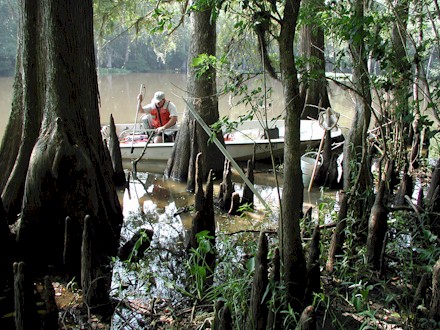 Picture of USGS employee in a Louisiana swamp.