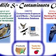 Contaminant Exposure and Effects—Terrestrial Vertebrates (CEE-TV) Database Homepage