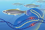 Zebrafish and DNA