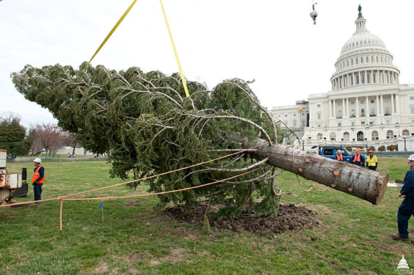 AOC Capitol Grounds prepares to place the 2011 Christmas tree on the West Lawn.
