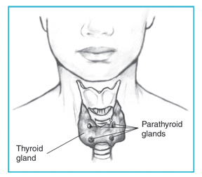 Drawing of the thyroid and parathyroid glands
