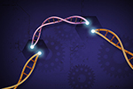 CRISPR-Cas9 is a customizable tool that lets scientists cut and insert small pieces of DNA at precise areas along a DNA strand. This lets scientists study our genes in a specific, targeted way. Credit: Ernesto del Aguila III, NHGRI.