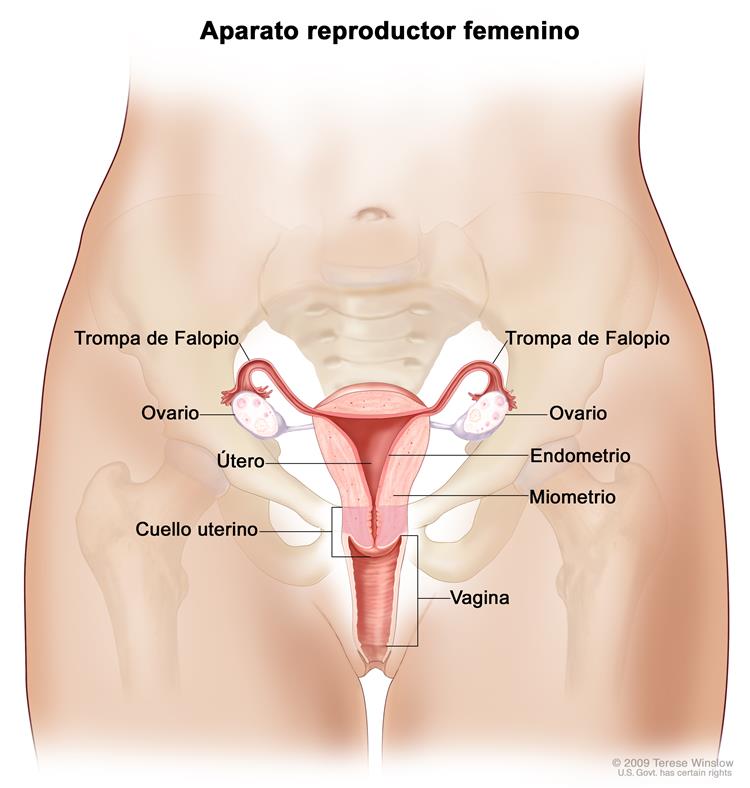 Anatomía del aparato reproductor femenino; la imagen muestra el útero, el miometrio (capa muscular externa del útero), el endometrio (revestimiento interno del útero), los ovarios, las trompas de Falopio, el cuello uterino y la vagina.