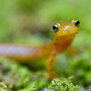 Longtail salamander