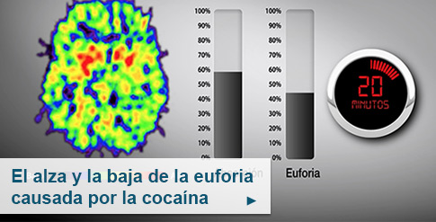 El alza y la baja de la euforia causada por la cocaína