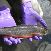 Scientist holding a brook trout with gloved hands