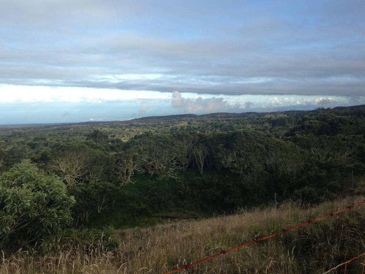 Acacia koa forest in former pasture land