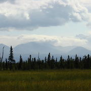 A field of peatland surrounded by spruce and other understory plants in Alaska. Mountains can be seen in the background. 