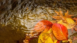 Autumn leaves in puddle. 