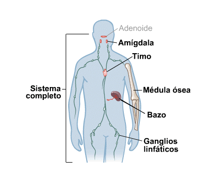 Body Map for Sistema inmunológico