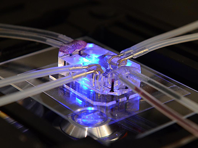This lung-on-a-chip serves as an accurate model of human lungs to test for drug safety and efficacy.